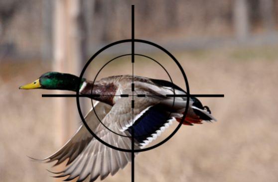 Durabak for Duck Hunting